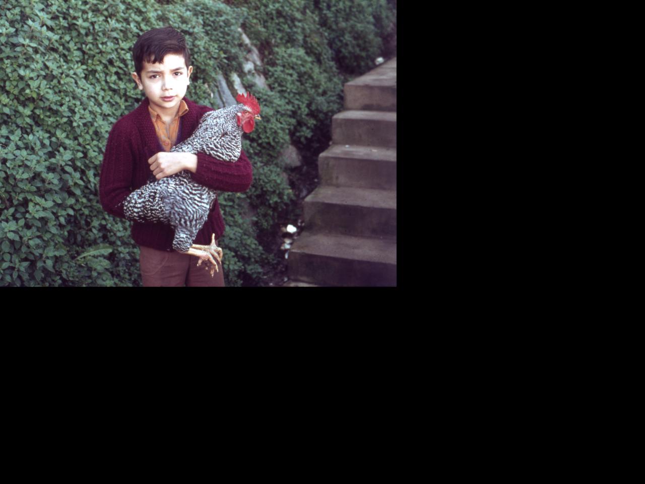 Niño con gallo en el Cerro Toro