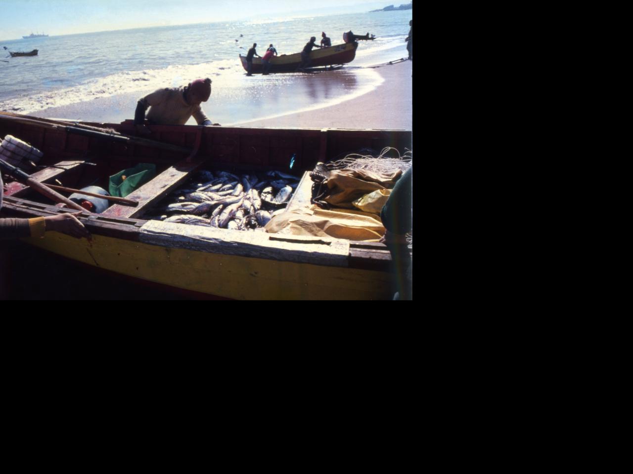 El producto de la pesca, en Caleta Portales