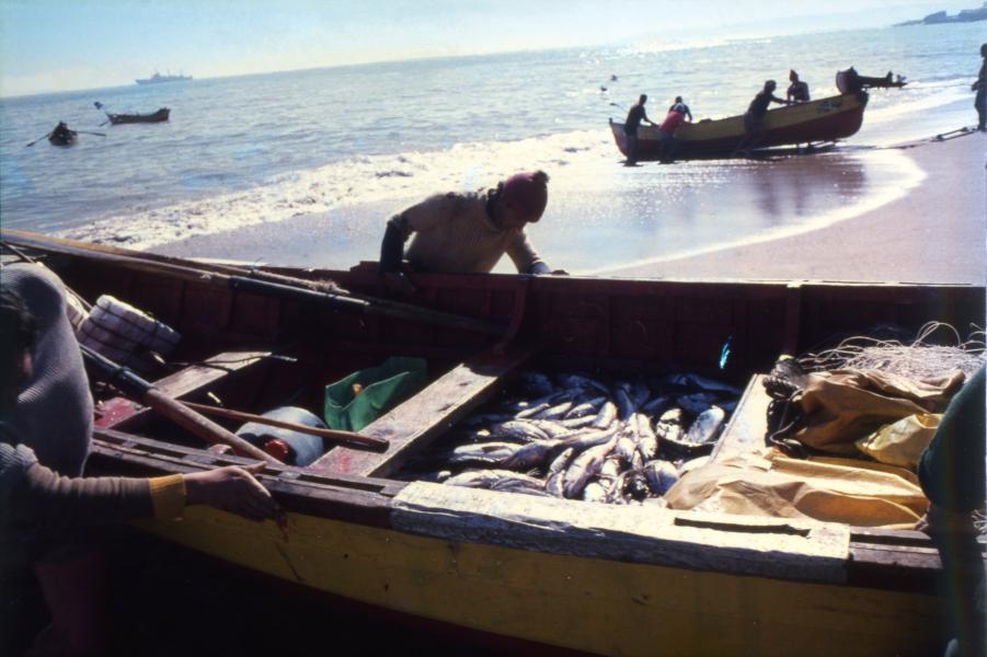 El producto de la pesca, en Caleta Portales